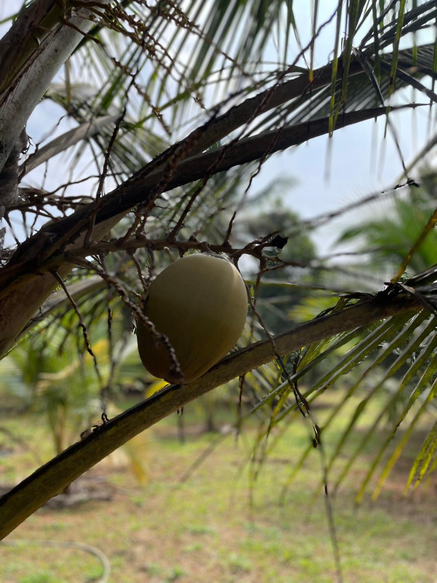 Calm Shack - 2 Bedroom-Boutique Farm Stay Munnar Eksteriør billede